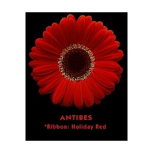 Gerbera Red Black Center (20)