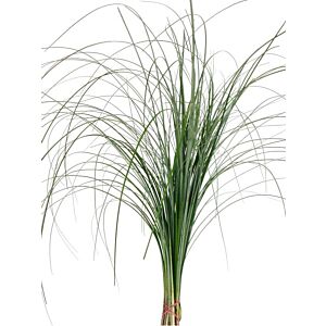 Bear Grass
