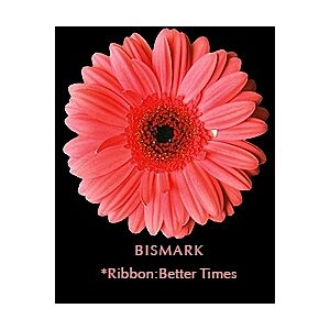 Gerbera Dark Peach Bismark (20)