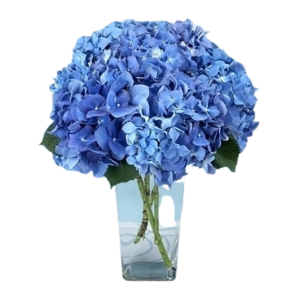 Blue Hydrangea arrangement