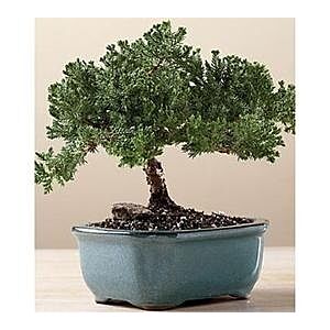 Bonsai 6 inch
