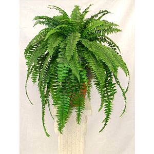 Boston Fern , start size is 4 inch pot