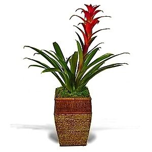 Bromeliad plant in Basket