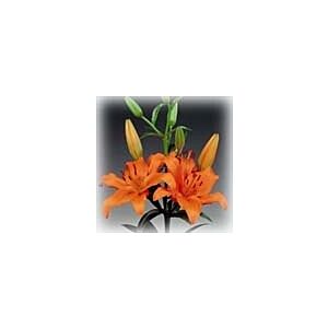 Lilly Asiatic Orange Minimum 5 stems LOCAL SUPER!