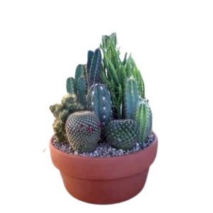 Cactus Garden start at 6 "