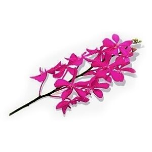 Orchid Mokara Hot Pink Calypso