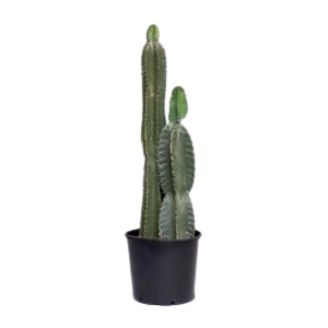 Cereus Cactus