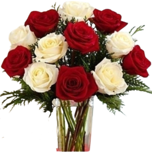Red and White Christmas Roses