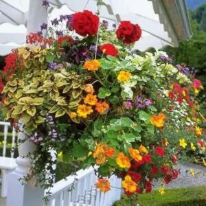 Locally grown Hanging Baskets start at 10 " 24 hours