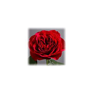 Garden rose Red "David Austin Type" minimum 12 stems