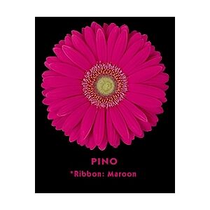 Gerbera Dark Pink Pino (20)