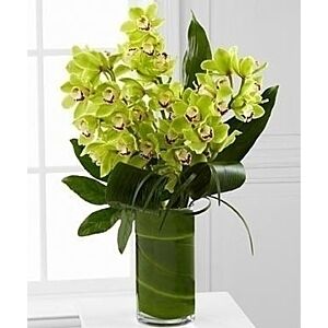 Zen Orchids