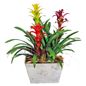 Bromeliad planter