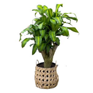 Dracaena stump