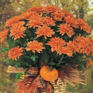 Fall decorated mumplant