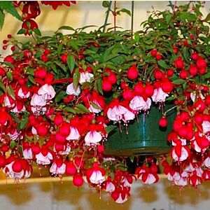 Hanging Fuchsia baskets" 12" ",24 hours notice ! LOCAL !!!