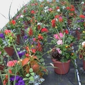 Patio Pot 10 " 24 hours notice! LOCAL !!!