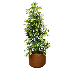 Varigated Schefflera