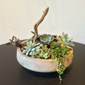 Succulent Planter with Drift wood , next day delivery only