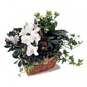 Sympathy Planter Basket – White Blooming & Green Plants