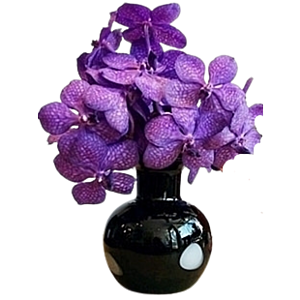 Vanda Blossoms