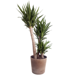 Yucca Tree