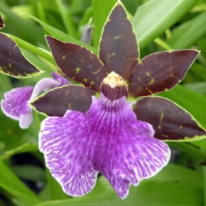 Zygopetalum Fragrant Please check availability before ordering !