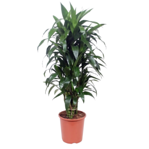 Dracaena Janet Craig