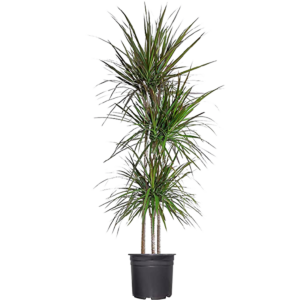 Dragon Tree