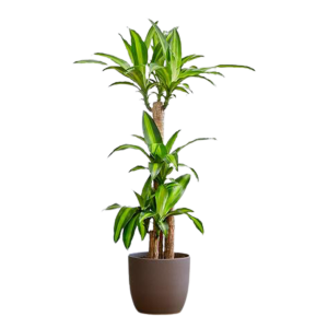 Dracaena Massangeana