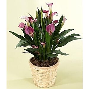 Mini Calla Planter in basket .