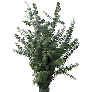Baby Blue Eucalyptus price per Grower bunch