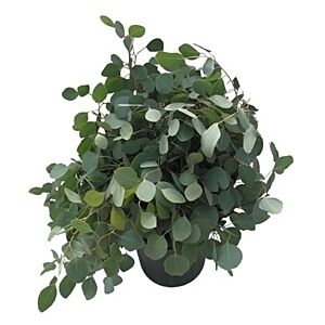 Silver Dollar Eucalyptus grower bunch