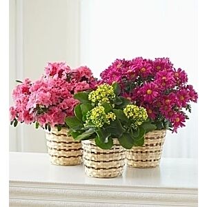 Blooming Plant, Grower Pick