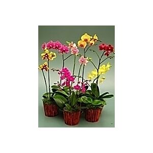 Mini Phalaenopsis novelty