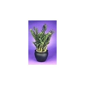Zimzam plant Zamioculas