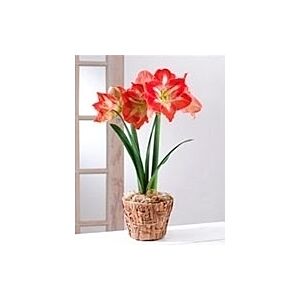 Amaryllis plant Seasonally Decorated