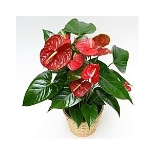 Blooming Anthurium Plant start at 4 " plant