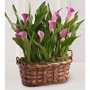 Double Mini Calla Planter in basket .