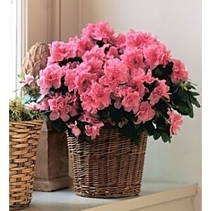 Azalea Plant 6 inch