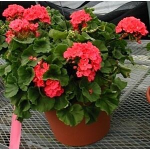 Geranium Planter 12" 24 hours notice ! LOCAL !!!