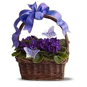 African Violet Planter basket