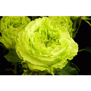 Gardenrose Green minimum 5 stems