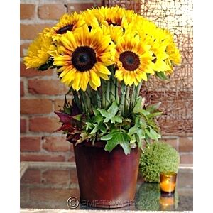 Sunflower in Terra Cotta