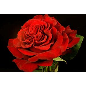 Garden rose Red minimum 5 stems