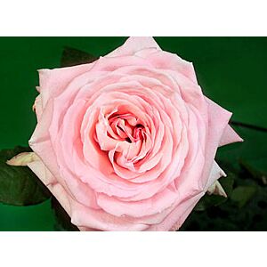 Garden rose Pink minimum 5 stems
