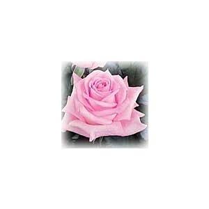 Rose Sweet Akito minimum 25 stems