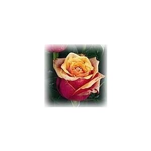 Rose Cherry Brandy minimum 25 stems Price per 25