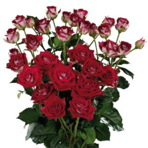 Floribunda Fire and Ice Rose 10 stem
