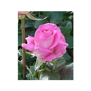 Rose Attache Very Fragrant minimum25 stems